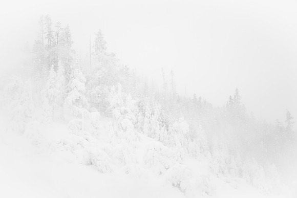Rime Frost Lodgepoles