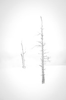 Winter Lodgepoles