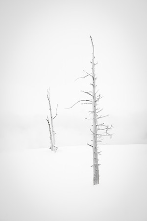Winter Lodgepoles