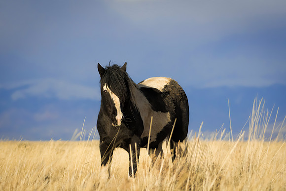 Washakie