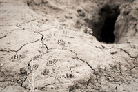 Prairie Dog Tracks