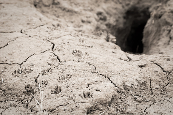 Prairie Dog Tracks