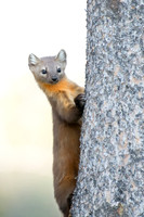 Spying Marten