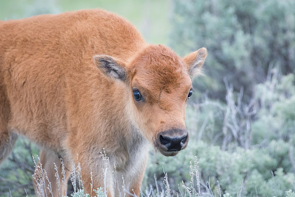 Curious Bison Calf