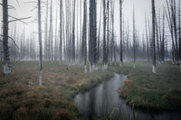 The Bobby Socks Trees Of Yellowstone