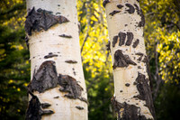 Black Bear Scars On Aspen