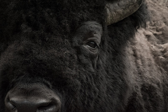 Abstract Bison Portrait