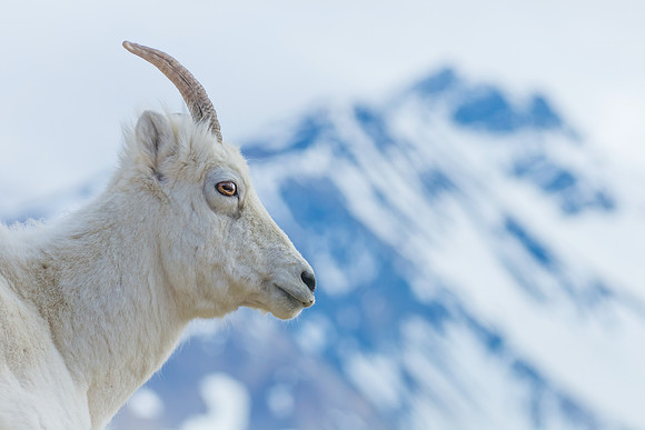 Dall Sheep Habitat