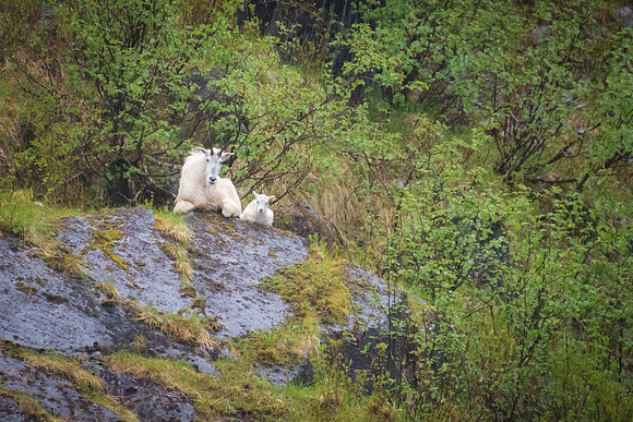Mountain Goats