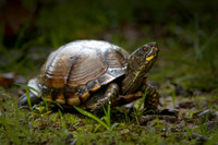 Three-Toed Box Turtle