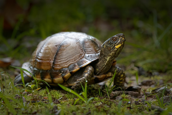 Three-Toed Box Turtle
