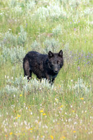 Black Wolf