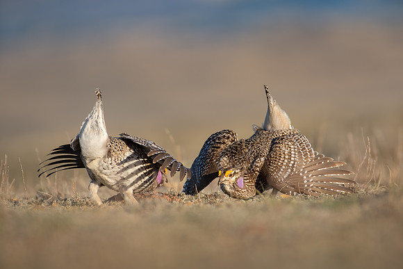 Dueling Sharp-Tailed Grouse