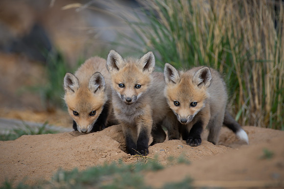 Leader Of The Pack
