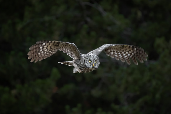 Phantom in Flight