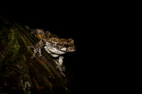 Gray Tree Frog