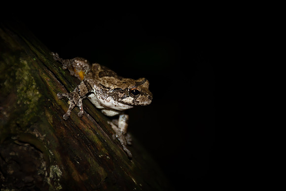 Gray Tree Frog