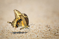 Giant Swallowtail