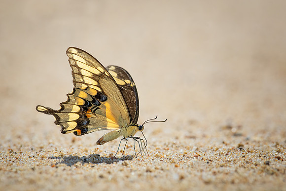 Giant Swallowtail