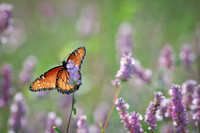 Queen Butterfly & Wildflowers