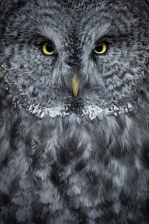 Phantom Portrait
