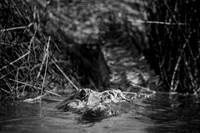 One-Eyed Gator Stare