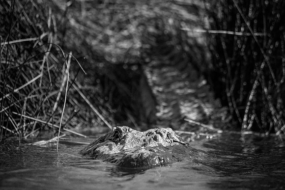 One-Eyed Gator Stare
