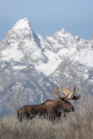 Shoshone and Tetons