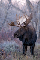 Shoshone