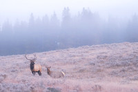 Sunrise Elk