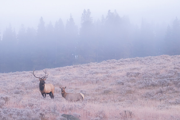 Sunrise Elk