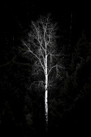 The White Tree Of Gondor