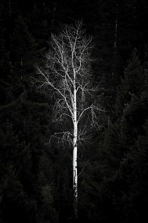 The White Tree Of Gondor