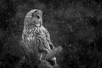 Phantom in the Snow