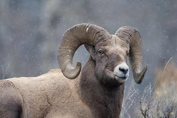 Resting Ram Portrait