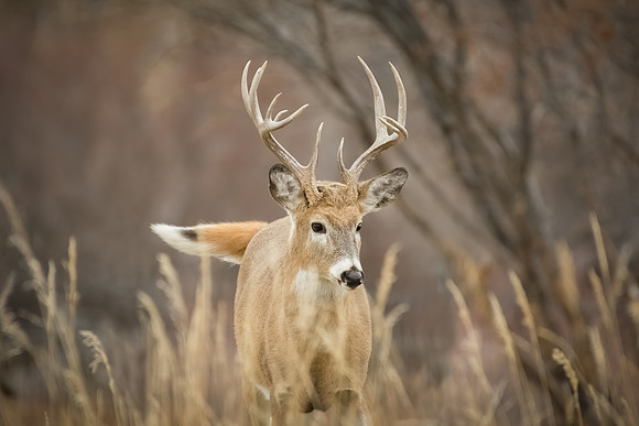 Foxy Whitetail