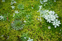 Frozen Yellowstone Greens