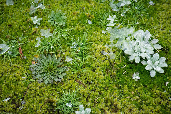Frozen Yellowstone Greens