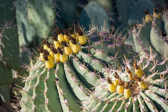 Cactus