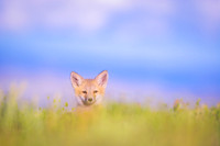Peek-A-Boo Red Fox Kit
