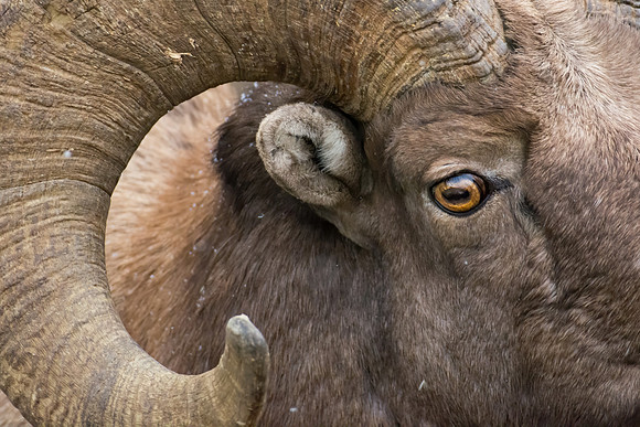 Abstract Ram