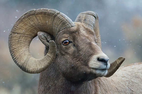 Majestic Ram