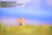 Peek-A-Boo Red Fox Kit