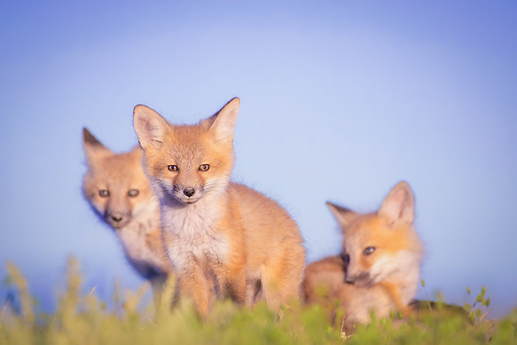 3 Skyline Red Fox Kits