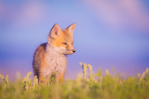 Pastel Red Fox Kit