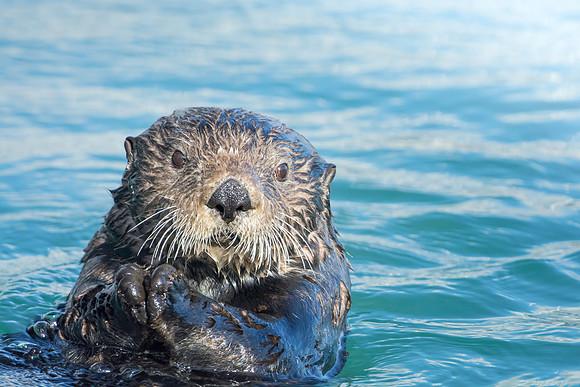 Adorable Sea Otter