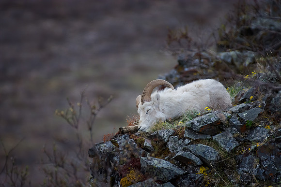Sleeping Dall Sheep