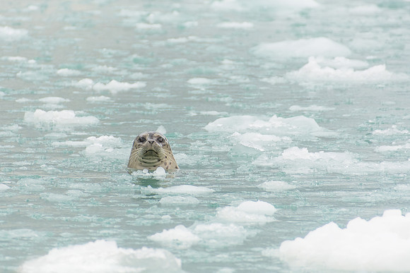 Harbor Seal Peek-A-Boo