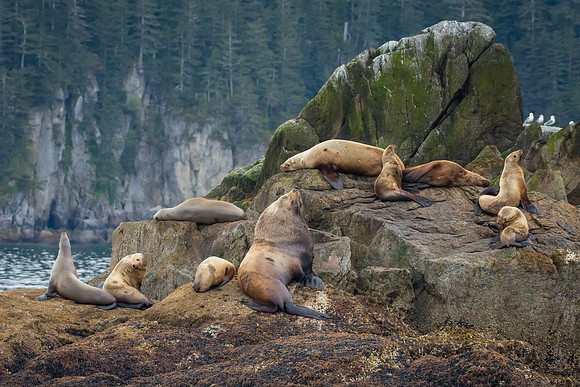 Steller Sea Lions Resting