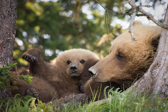 Bear Cub Cuddles